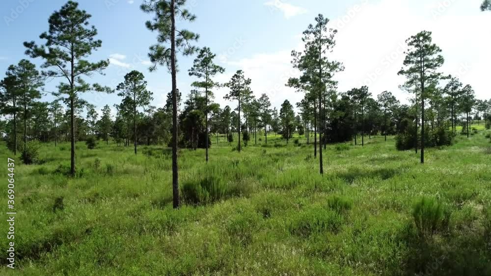 Aerial view through the trees of a pine forest in Central Florida. Aerial view through the trees of a pine forest in Central Florida.