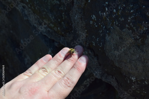 Hummel auf der Hand photo