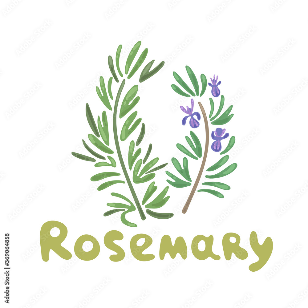 Rosemary Clipart