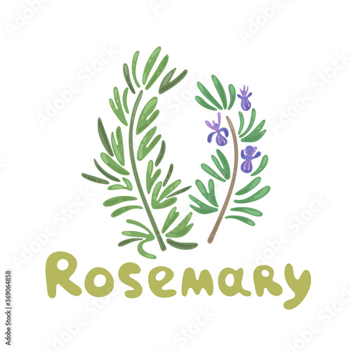 Rosemary sprigs. Rosemary herb and spice vector funny clipart illustration. Elegant drawings of rosemary plants with flowers. Botanical vector illustration, rosemary branch. Cute flat design style