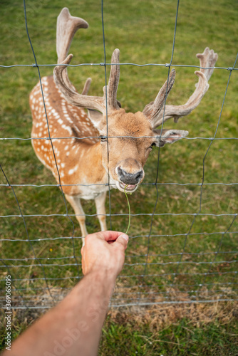 Fototapeta Naklejka Na Ścianę i Meble -  fallow deer on the meadow