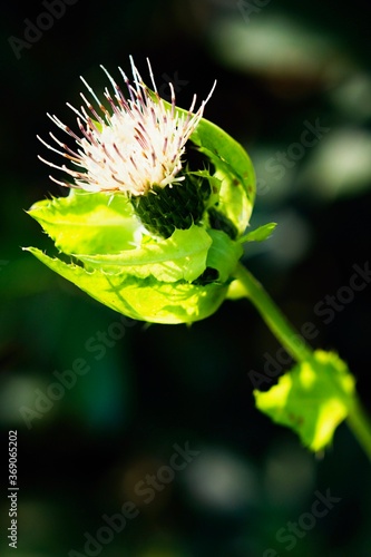 close up of a flower photo