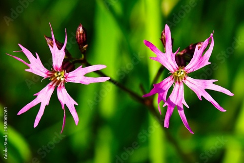 pink flower in the grass photo