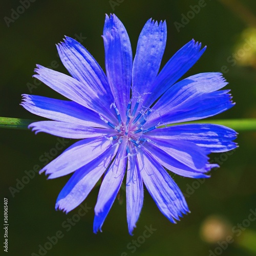 blue flower on black background