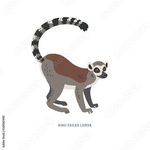 Ring-tailed lemur or Lemur catta - large strepsirrhine primate with long black and white ringed tail.