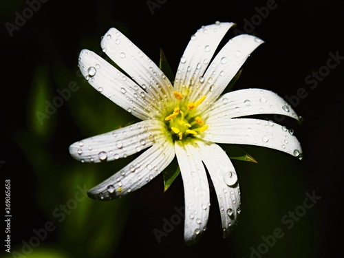 white daisy with water drops photo