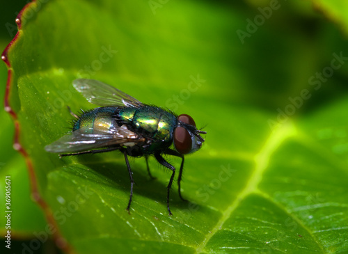Greenbottle fly in macro close up