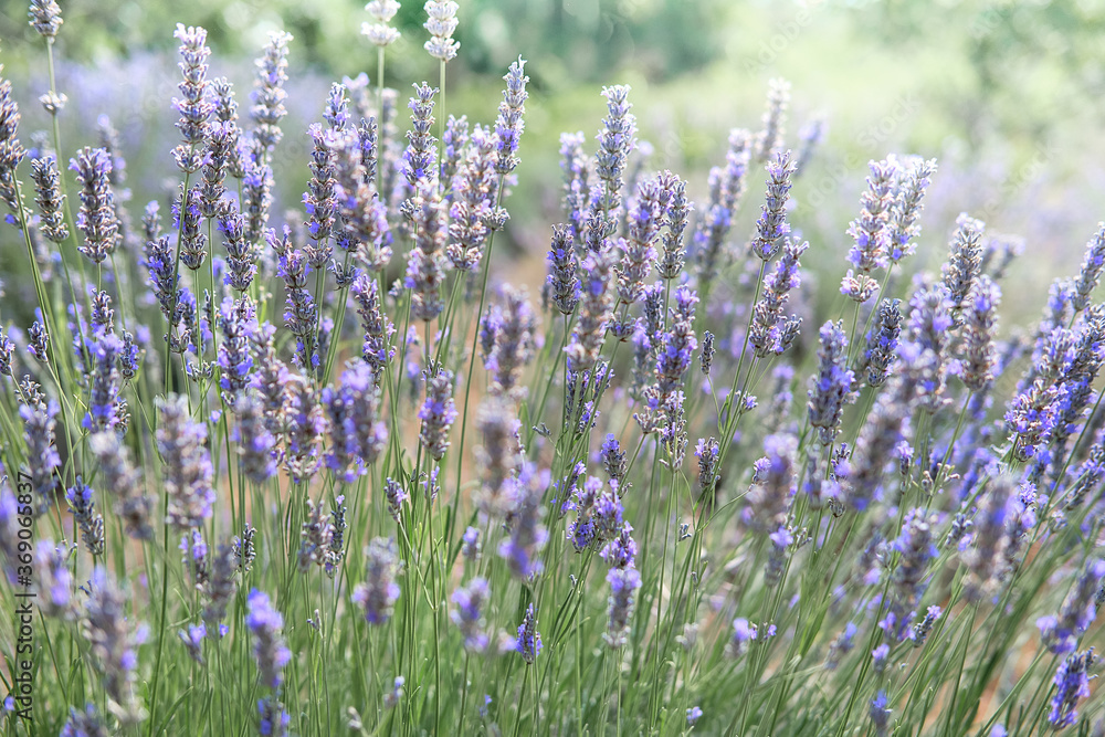 Close-up on mountain lavender on Hvar island in Croatia Close-up on mountain lavender on Hvar island in Croatia