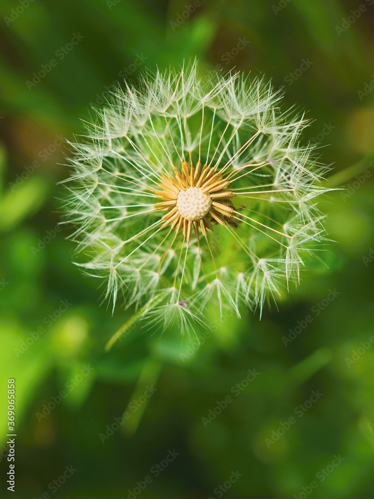 dandelion seed head dandelion seed head