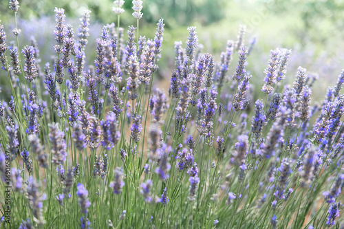 Close-up on mountain lavender on Hvar island in Croatia