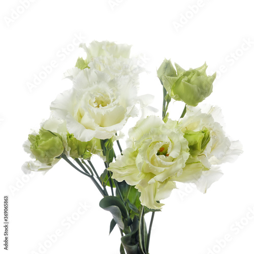 Beautiful white eustoma flowers isolated on white background. Spring or summer background.