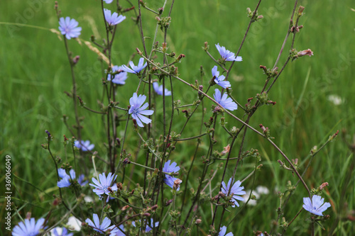 Fiori di cicoria selvatica  Chicory   primo piano dei fiori azzurri in una giornata d   estate