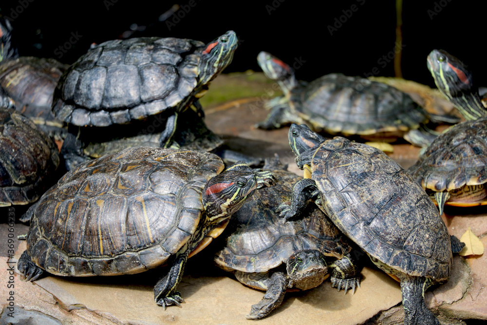 group of turtle sitting on rock