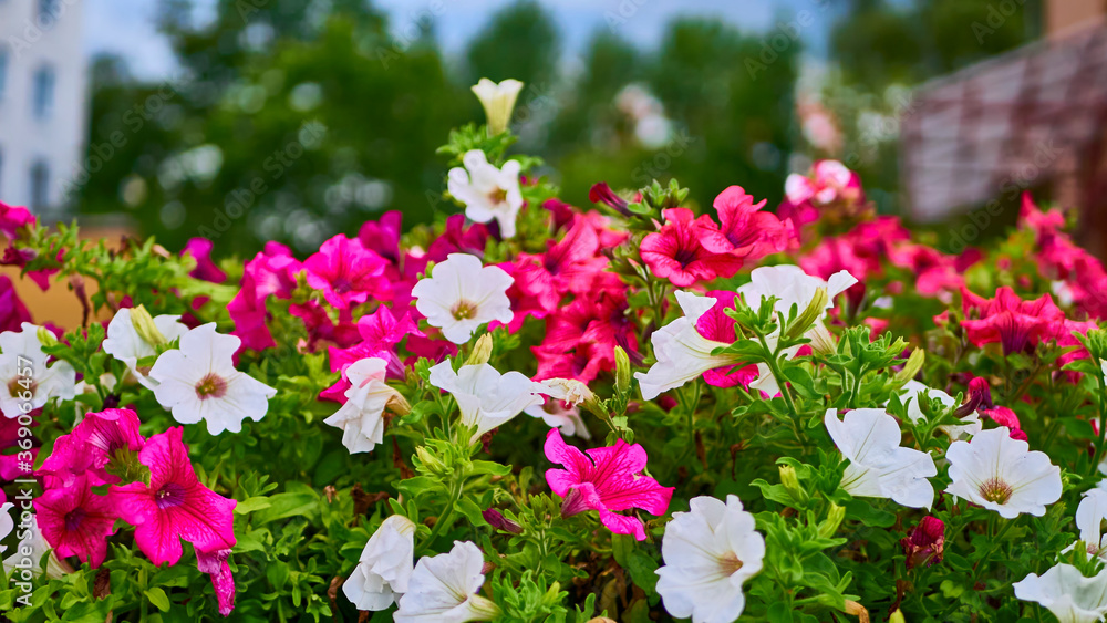 beautiful summer flowers in the garden. color beautiful summer flowers in the garden. color