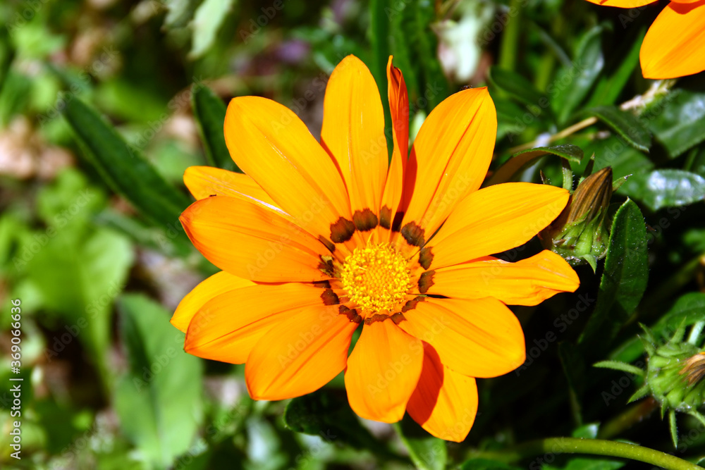 Osteospermum Osteospermum