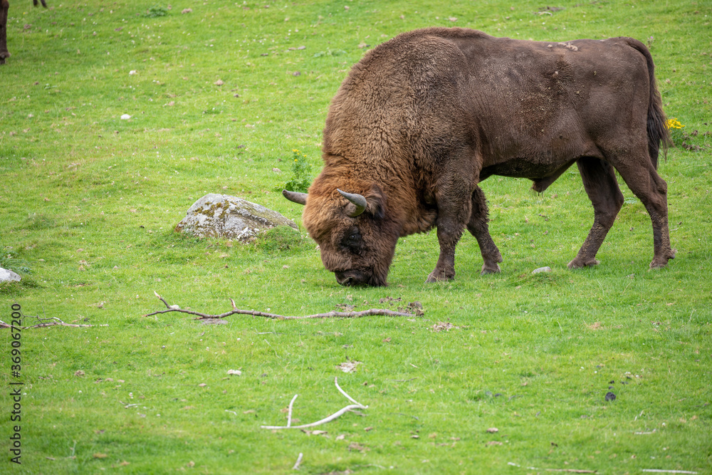 european male bison, Bison bonasus, grazing on grass and laying down during a sunny spring day.