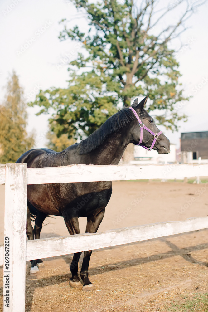 Brown horse stands behind paddock. Soft focus. Brown horse stands behind paddock. Soft focus.