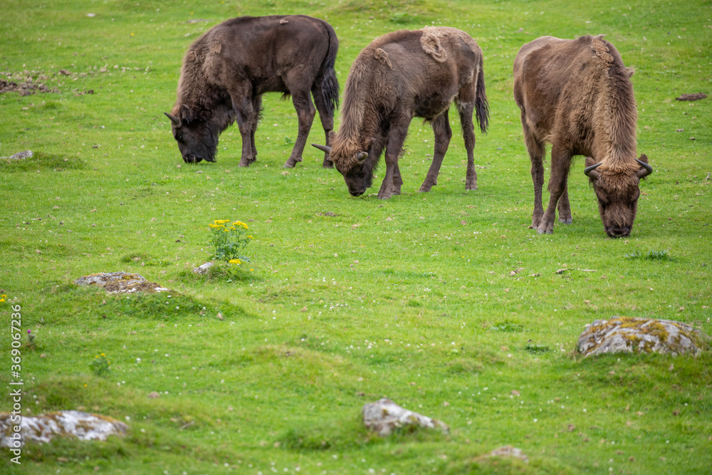 european bison, Bison bonasus, in group grazing on grass and during a sunny spring day.