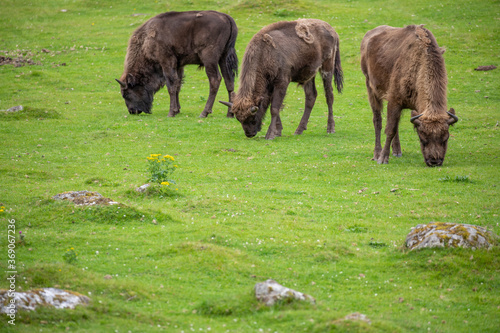Obraz na płótnie european bison, Bison bonasus, in group grazing on grass and during a sunny spring day. w salonie