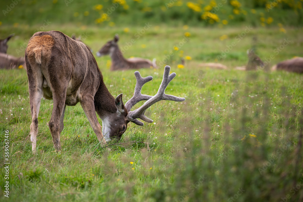 white-lipped deer, Przewalskium albirostris, stag grazing near to herd on a sunny summers day