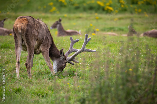 Obraz na płótnie white-lipped deer, Przewalskium albirostris, stag grazing near to herd on a sunny summers day w salonie