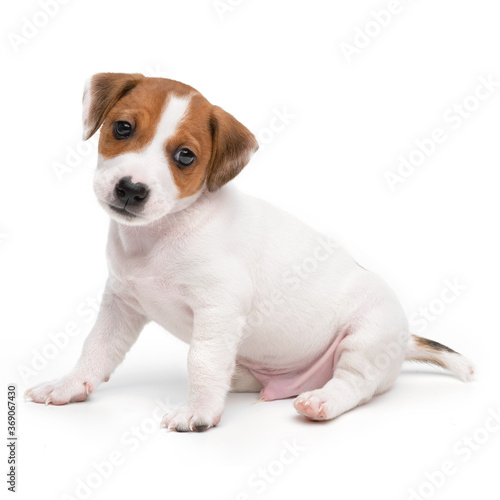 Jack Russell Terrier puppy isolated on white background. Dog jack terrier sitting front view studio shot. © Dzha
