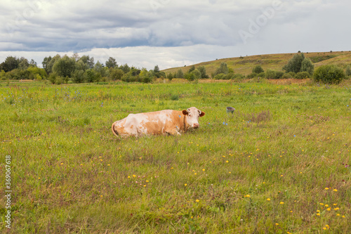 A ginger cow lies on the grass. Bull, calf, livestock. Symbol of 2021. Summer concept.