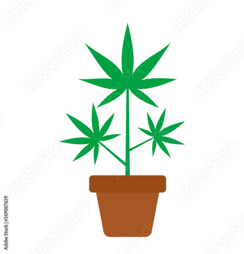 Cannabis Marijuana plant in pot isolated on white background