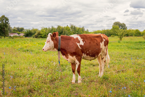 Red cow grazes in the meadow. Bull, calf, livestock. Symbol of 2021. Summer concept. © Elena