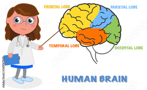 Human brain and woman neurologist vector illustration
