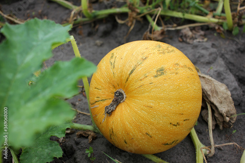 Yellow pumpkin in the garden. Summer or autumn harvest