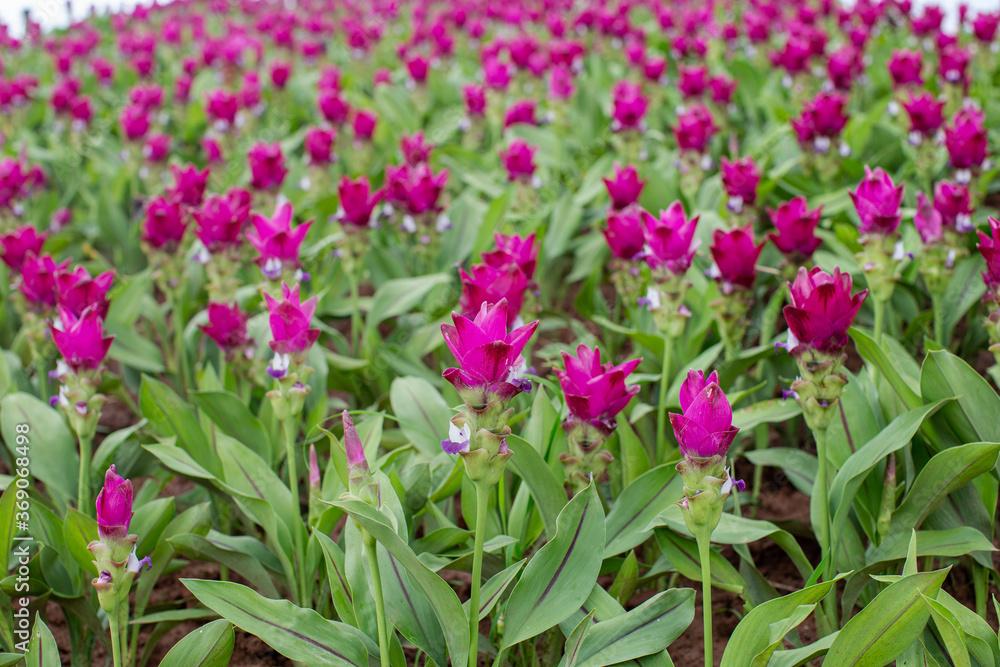 tulips in spring tulips in spring