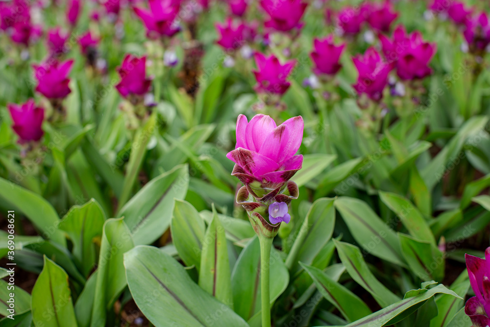 Fototapeta premium tulips in spring