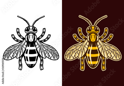 Honey bee two styles black and colorful vector