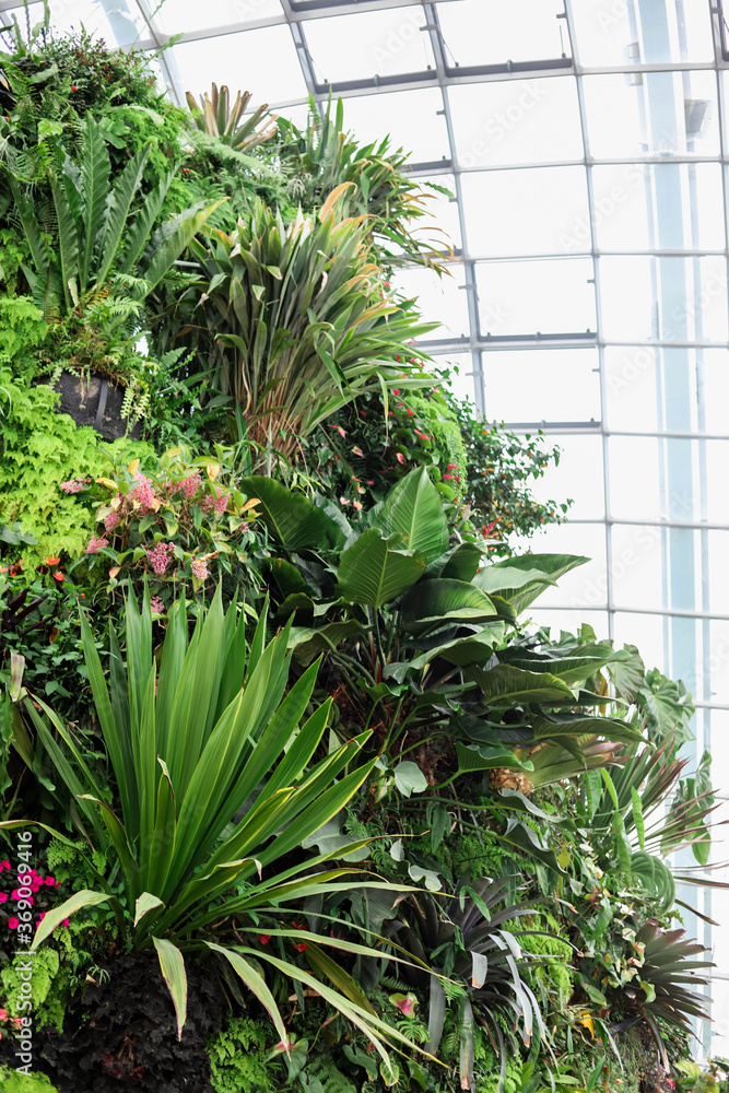 SINGAPORE - January 20 2020 : Inside of the cloud Dome of Garden by the Bay Singapore. SINGAPORE - January 20 2020 : Inside of the cloud Dome of Garden by the Bay Singapore.