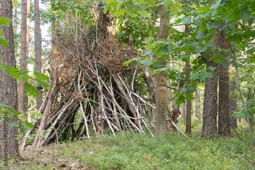 hut made of tree branches