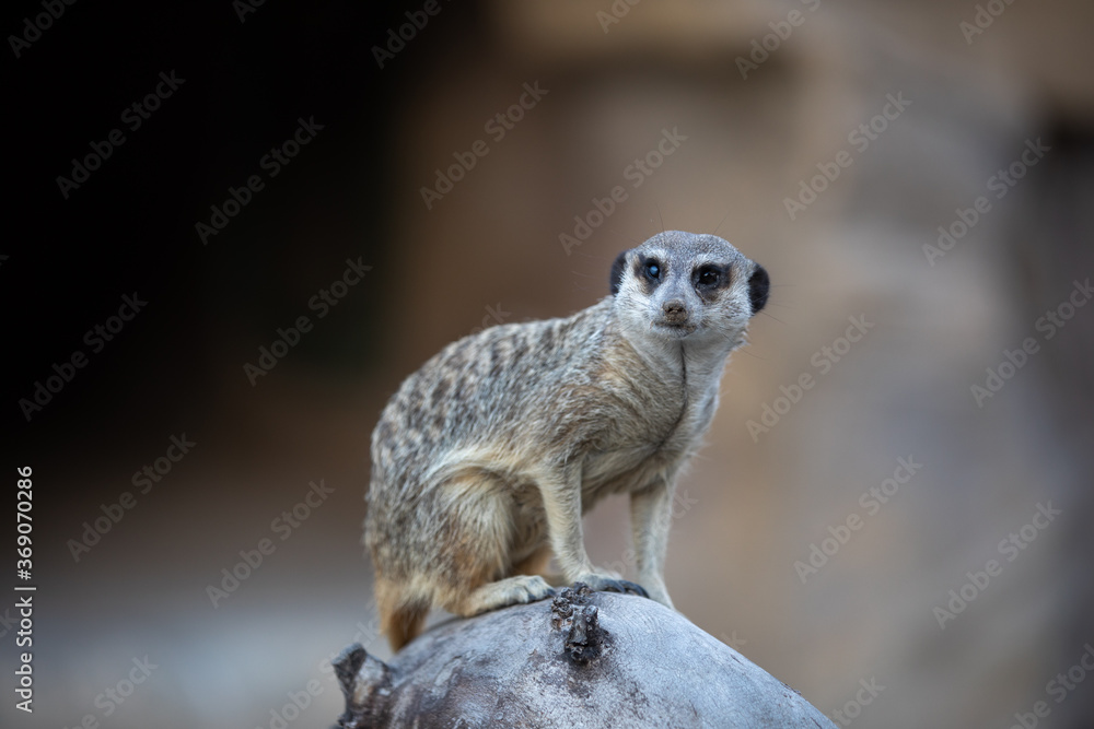 Fototapeta premium The meerkat or suricate. A small mongoose.