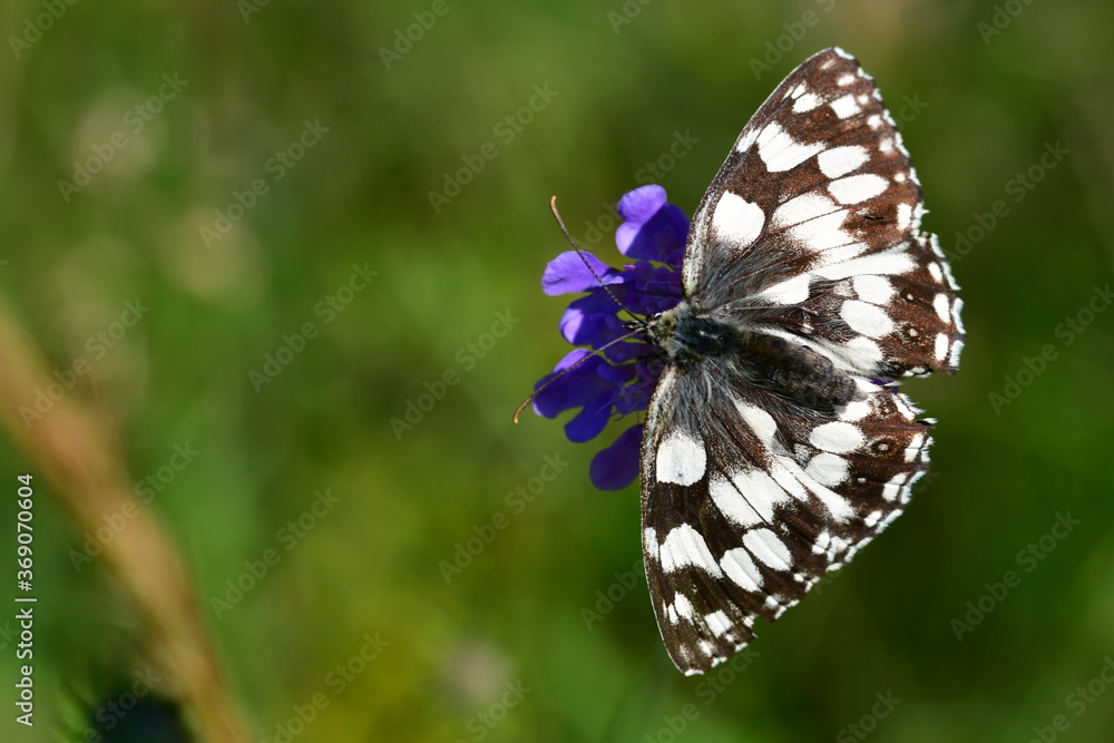 Fototapeta premium Schachbrettfalter