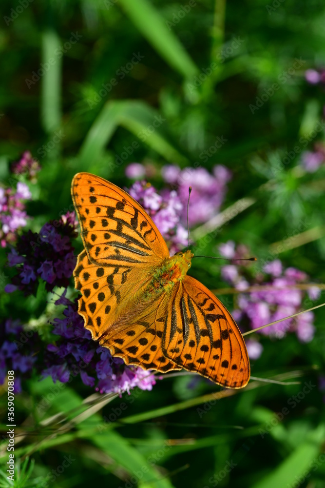 Fototapeta premium Kaisermantel