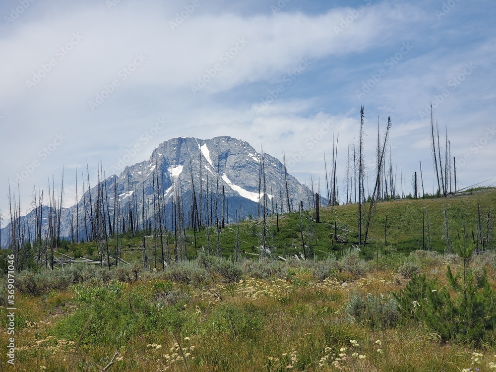 Dead trees and mountains in the Tetons