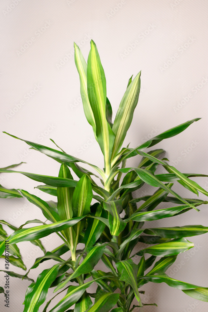 Obraz premium Dracaena houseplant in front of gray wall. Minimal concept.
