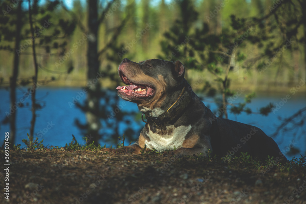 Breed - American bully Breed - American bully