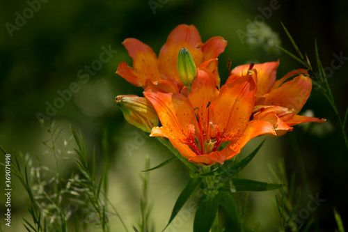 Obraz na plátně lilium bulbiferum  of italian alps