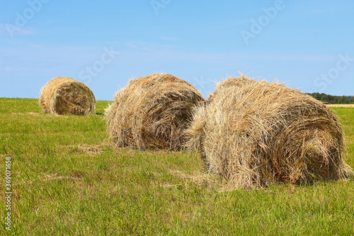Hay rolls in the field. Close-up. Beautiful landscape. Background.