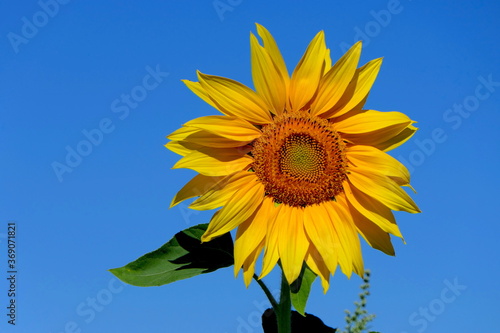 Sonnenblume auf Feld