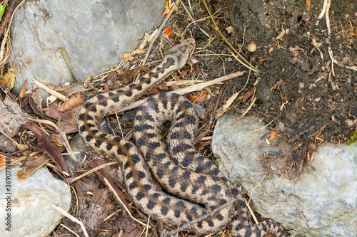 Photos Víbora áspid o áspid (Vipera aspis), serpiente tomando el sol en el Pirineo catalán, Girona, España