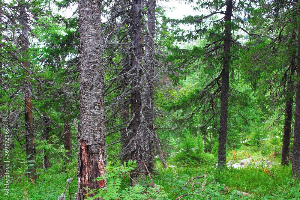 Obraz premium Beautiful old mountain forest. Selective focus. Background. Landscape.