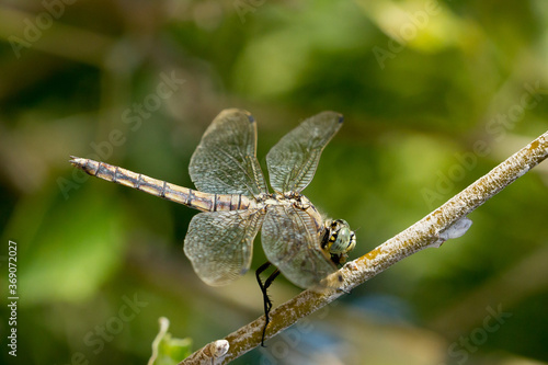Black-tailed skimmer, Orthetrum cancellatum, dragonfly perched on the branch waiting for food