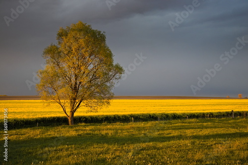 Drzewo, łąka i pole kwitnącego na żółto rzepaku