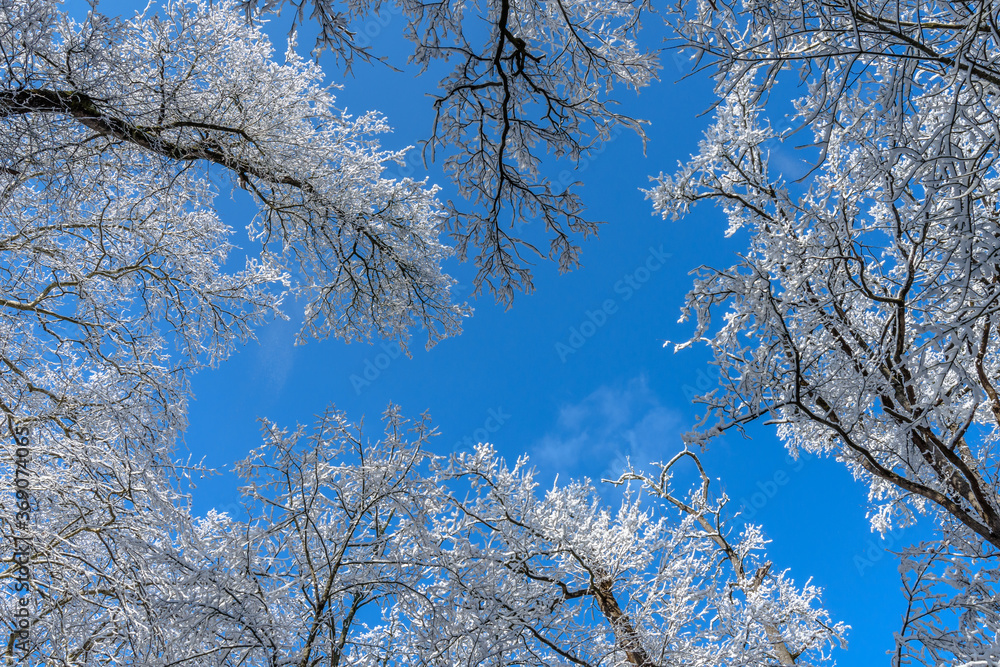 Beautiful snow on branches on a blue sky background. Beautiful snow on branches on a blue sky background.